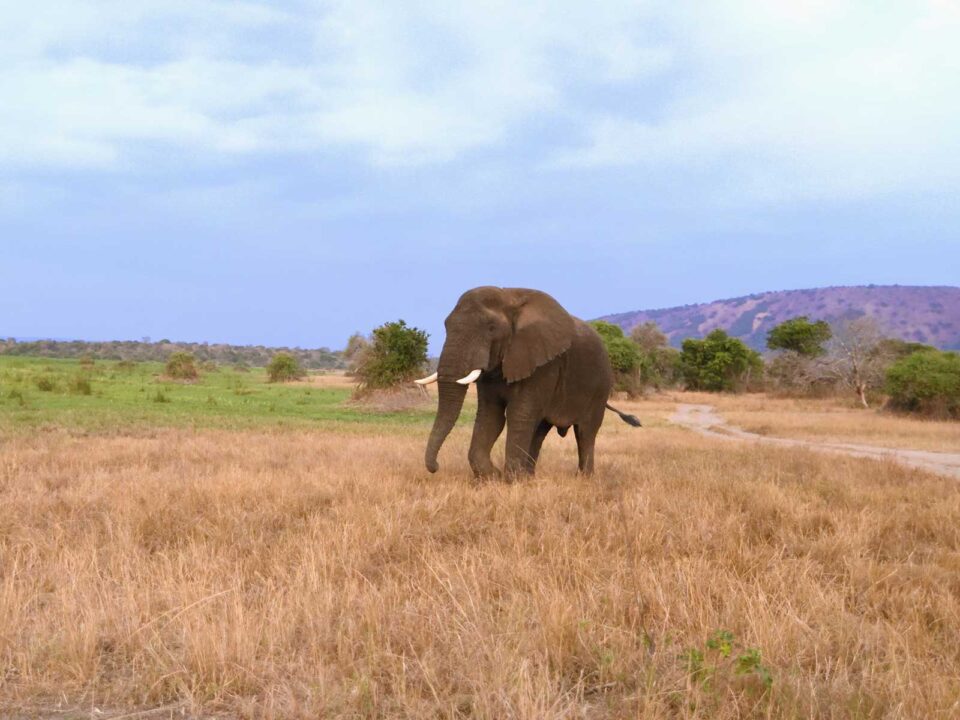 3-Day Wildlife Safari in Akagera National Park - Akagera National Park Entry Fees Safari Prices & Costs