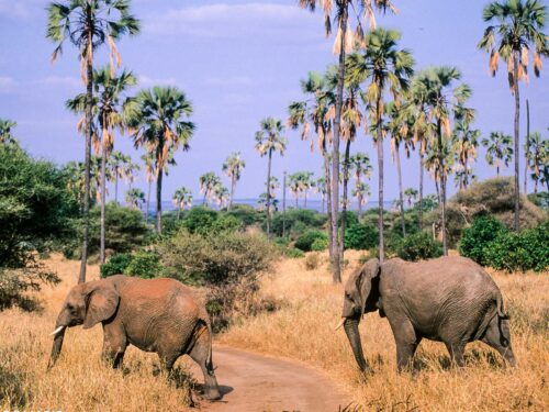 Elephants in Tarangire - Celebrate Eid al-Adha in Tanzania on a Safari