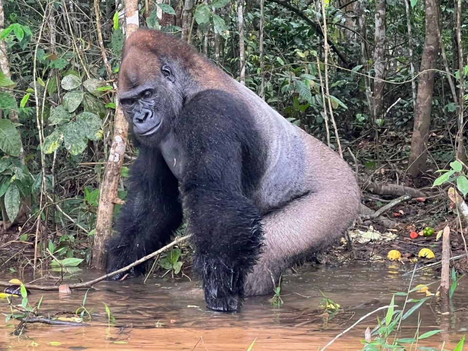 Gorilla Trekking by Boat in Congo