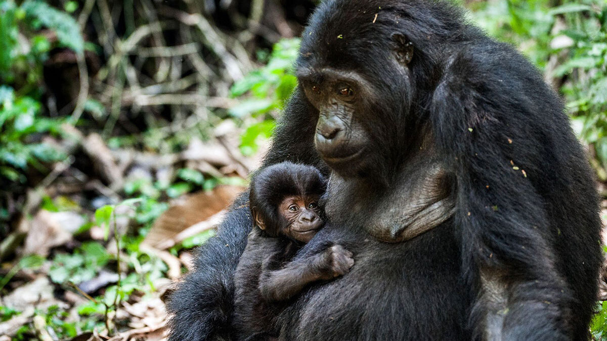 Gorilla Trekking in Loango National Park