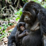 Gorilla Trekking in Loango National Park