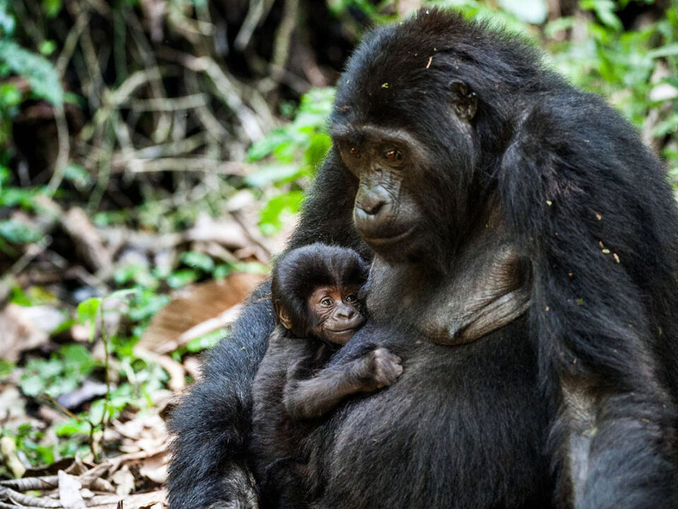 Gorilla Trekking in Loango National Park