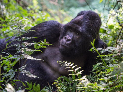gorilla trekking in mgahinga