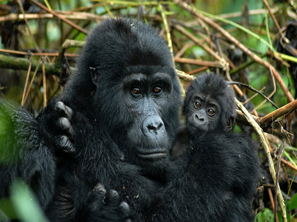 How to Combine Gorilla Trekking in Uganda with a Botswana Safari - How to Get Filming Permits in Uganda - Gorilla Trekking Tours from Mbale