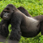Is Lowland Gorilla Trekking Safe in Kahuzi Biega National Park? - Unforgettable Gorilla Habituation Experience in Congo