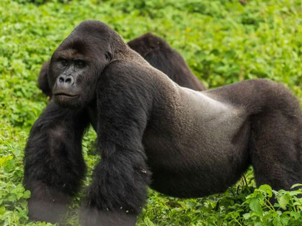 Is Lowland Gorilla Trekking Safe in Kahuzi Biega National Park? - Unforgettable Gorilla Habituation Experience in Congo