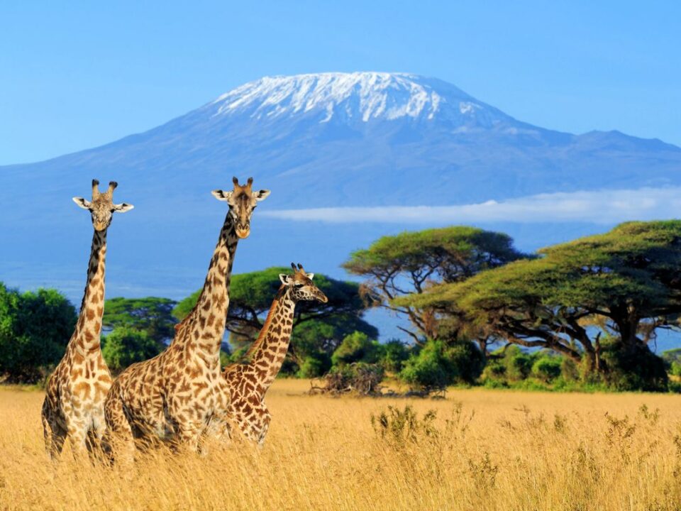 Combine a Kenya Safari with Gorilla Trekking in Rwanda