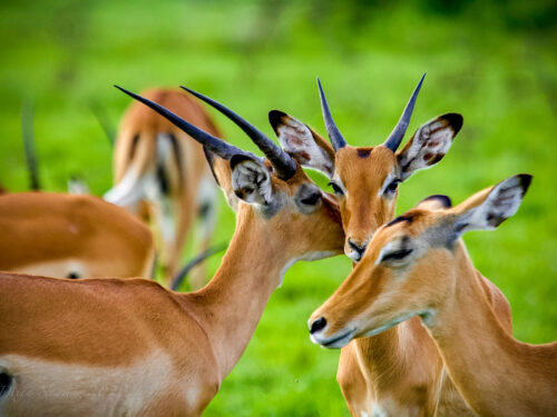 Lake Mburo National Park - 1 Day Lake Mburo Safari from Kampala or Entebbe