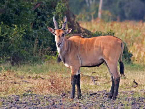 Lake Mburo National Park Safari