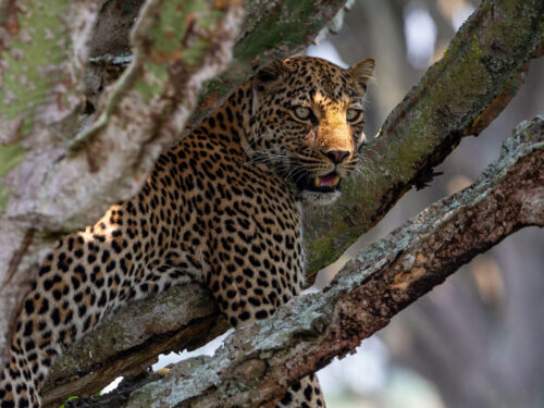 Leopard in Queen Elizabeth National Park - Leopard Tracking in Queen Elizabeth National Park