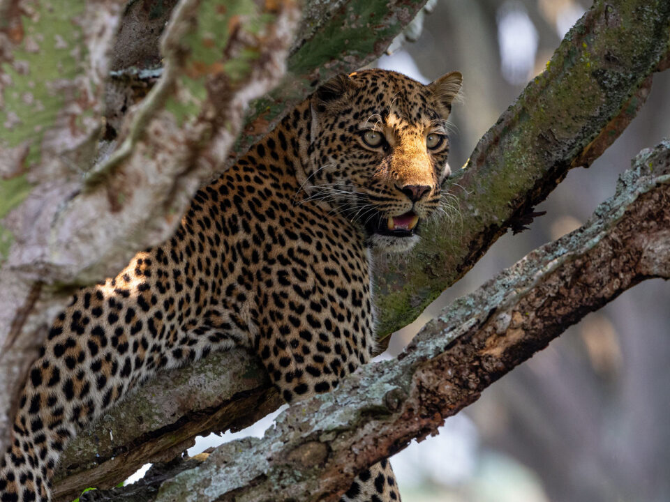 Leopard in Queen Elizabeth National Park - Leopard Tracking in Queen Elizabeth National Park - Fly Into Queen Elizabeth National Park