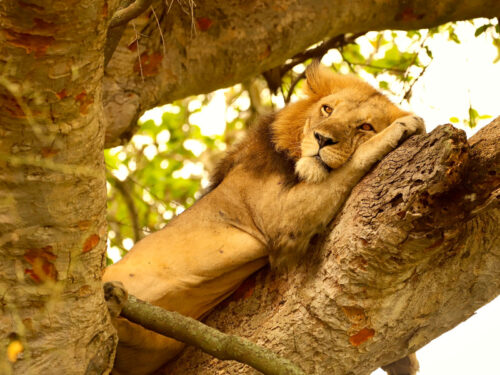 Lion King in Queen Elizabeth National Park - Wildlife Game Drives in Queen Elizabeth National Park - 2 Day Queen Elizabeth National Park Safari from Mbarara