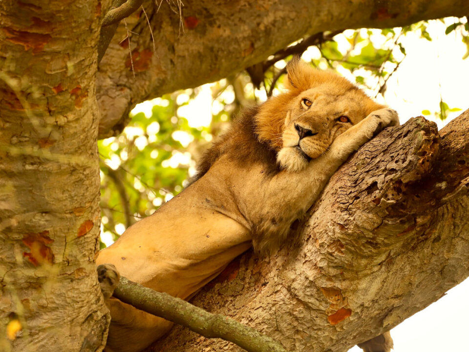 Lion King in Queen Elizabeth National Park - Wildlife Game Drives in Queen Elizabeth National Park - 2 Day Queen Elizabeth National Park Safari from Mbarara