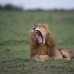 8-Day Kenya Big Five Safari Adventure - Celebrate Christmas on Safari in Kenya - Small Group Safaris to Masai Mara - Best Places to See Big Cats in Kenya's National Parks