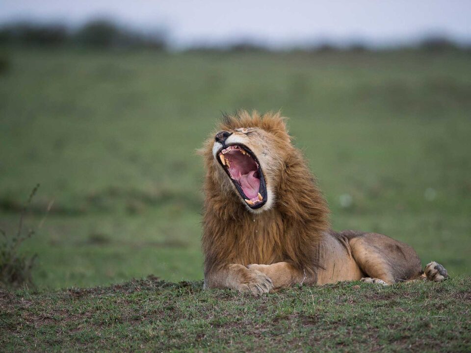 8-Day Kenya Big Five Safari Adventure - Celebrate Christmas on Safari in Kenya - Small Group Safaris to Masai Mara