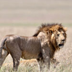 lions in masai mara national reserve - Top National Parks in Kenya to See Lions
