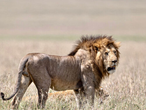 lions in masai mara national reserve - Top National Parks in Kenya to See Lions