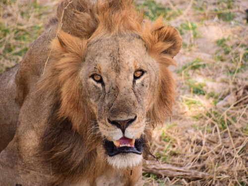 lions in Tarangire