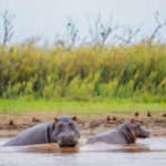 Planning Your Safari Trip to Burundi