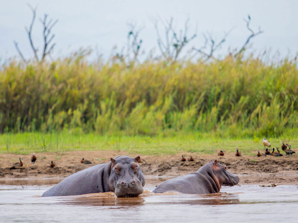 Planning Your Safari Trip to Burundi