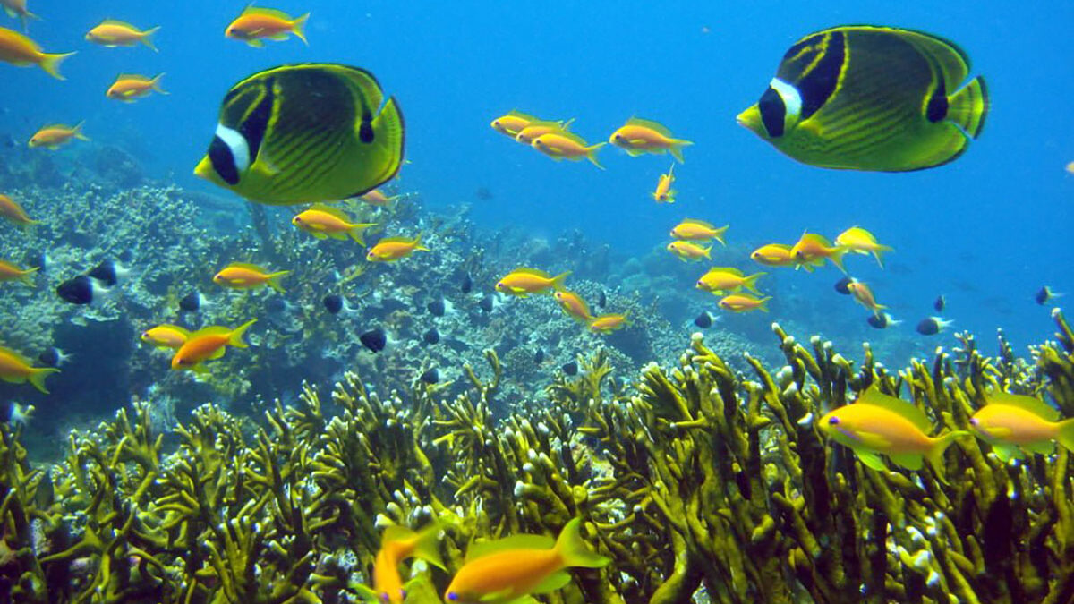 Tanzania Marine Parks and Reserves