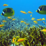 Tanzania Marine Parks and Reserves