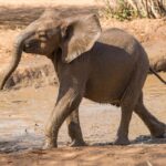 Visiting Orphaned Elephants at Reteti Elephant Sanctuary