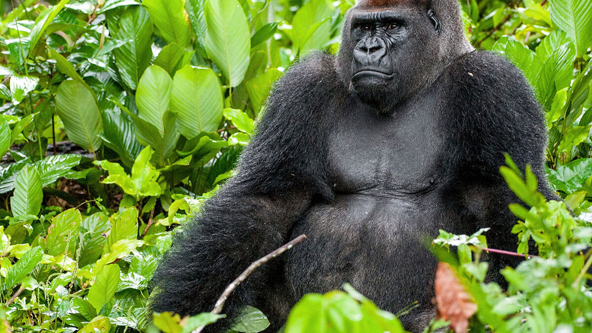 Western Lowland Gorilla Trekking in Congo - 16 Day Congo, Burundi, Rwanda & Uganda Tour Itinerary - Weather and Climate Guide for Gorilla Trekking in DR Congo
