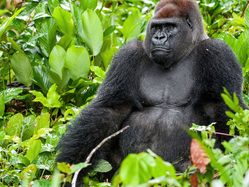 Western Lowland Gorilla Trekking in Congo