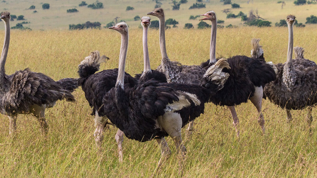 Where to See Ostriches in Kenya