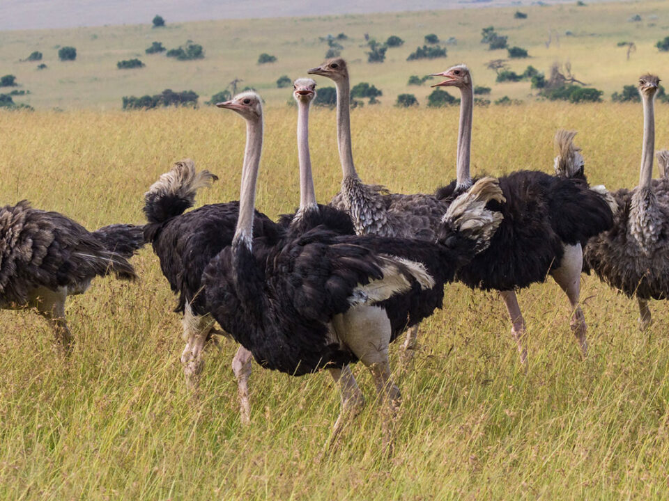 Where to See Ostriches in Kenya
