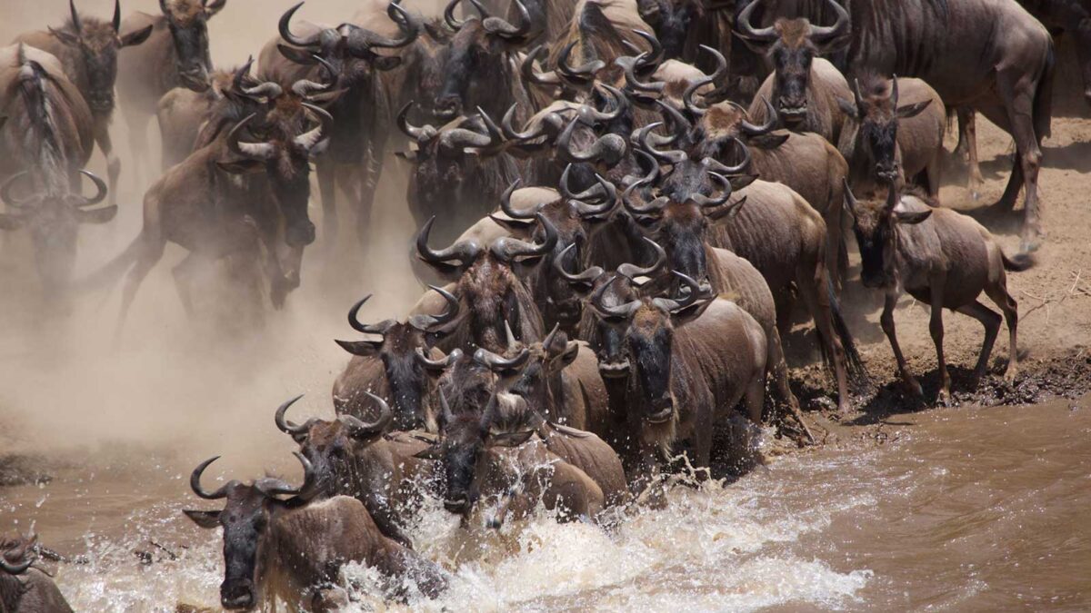 Wildebeest Mara River Crossing - Masai Mara Wildebeest Migration and Uganda Gorilla Trekking Safari