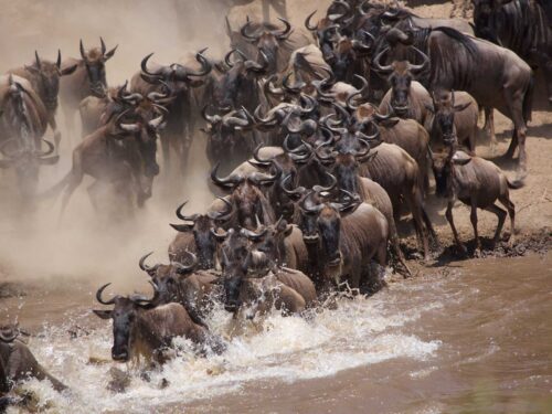 Wildebeest Mara River Crossing - Masai Mara Wildebeest Migration and Uganda Gorilla Trekking Safari