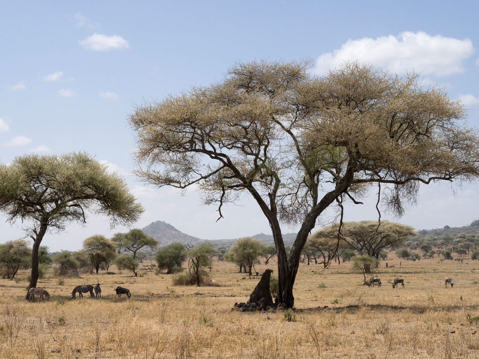 Special Safari Deals for Cabin Crew Visiting Tanzania