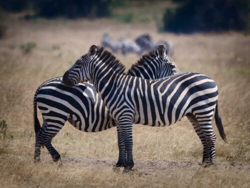 Zebras in Akagera National Park - 5-Day Rwanda Gorilla and Wildlife Safari