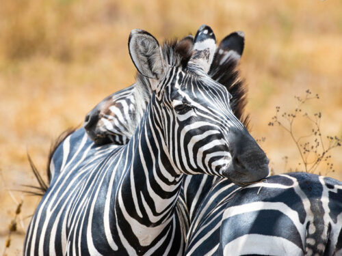 Zebras in Serengeti