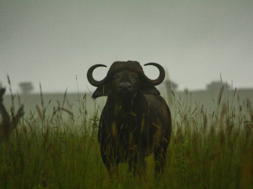buffalo in kidepo