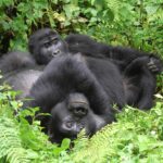 bwindi forest gorillas - 3 Day Gorilla Habituation Experience from Kigali - Gorilla Trekking Safari from the United States to Uganda