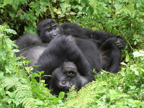 bwindi forest gorillas - 3 Day Gorilla Habituation Experience from Kigali - Gorilla Trekking Safari from the United States to Uganda