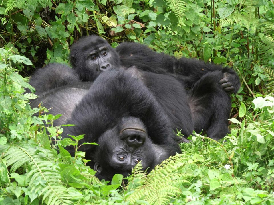 bwindi forest gorillas - 3 Day Gorilla Habituation Experience from Kigali - Gorilla Trekking Safari from the United States to Uganda