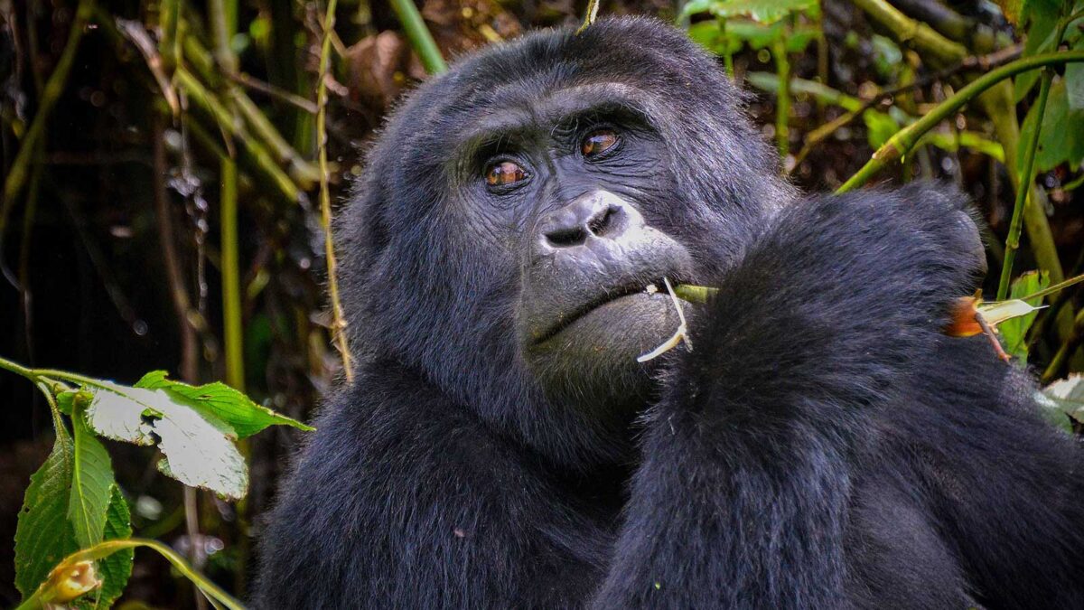 bwindi gorillas in Uganda - Borders to Cross for Gorilla Trekking from Rwanda to Uganda - Join a Group Gorilla Trekking Tour in Uganda