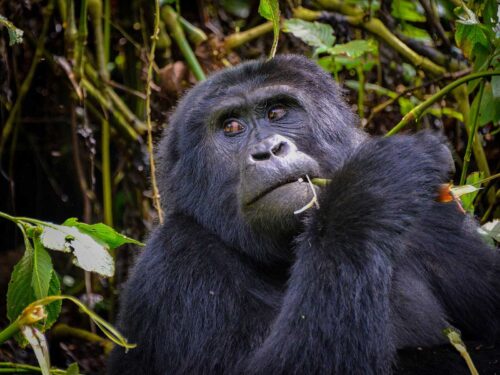 bwindi gorillas in Uganda - Borders to Cross for Gorilla Trekking from Rwanda to Uganda - Join a Group Gorilla Trekking Tour in Uganda