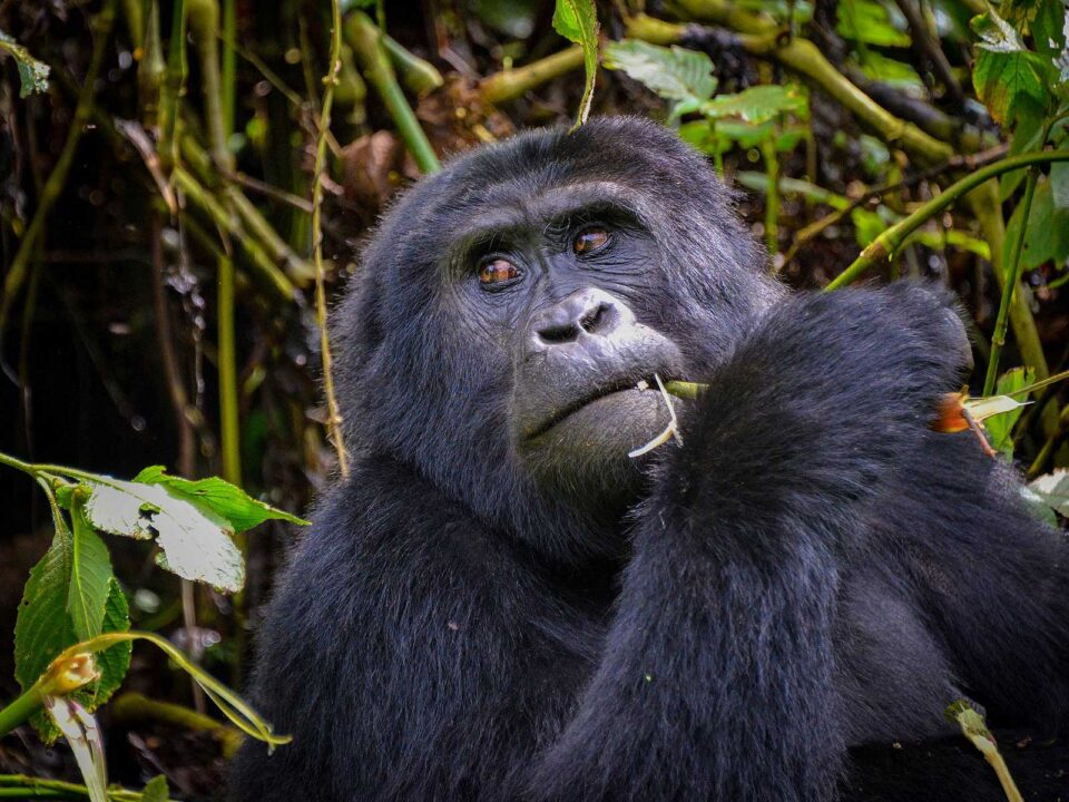 bwindi gorillas in Uganda - Borders to Cross for Gorilla Trekking from Rwanda to Uganda
