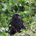 3 Day Bwindi Gorilla Habituation Experience - Gorilla Trekking in Southern vs. Northern Bwindi - Gorilla Trekking vs. Gorilla Habituation in Bwindi