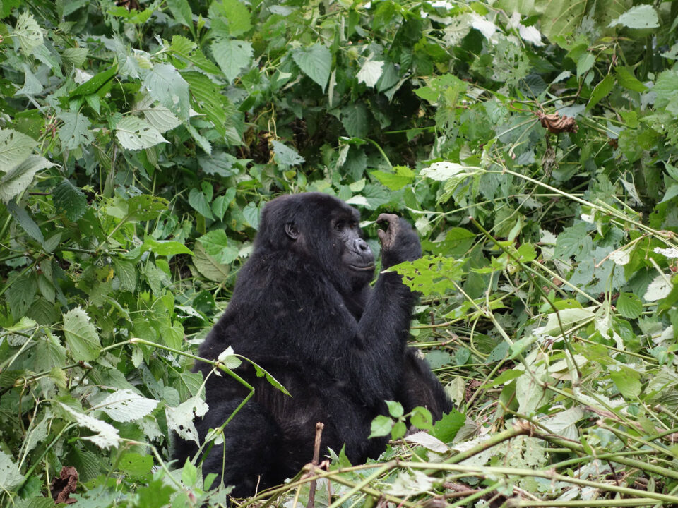 3 Day Bwindi Gorilla Habituation Experience - Gorilla Trekking in Southern vs. Northern Bwindi - Gorilla Trekking vs. Gorilla Habituation in Bwindi