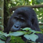 bwindi gorillas - Gorilla Trekking in Nkuringo vs. Buhoma - Gorilla Trekking in April - 3 Day Bwindi Gorilla Trek from Entebbe