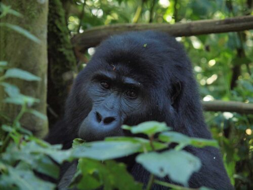 bwindi gorillas - Gorilla Trekking in Nkuringo vs. Buhoma - Gorilla Trekking in April - 3 Day Bwindi Gorilla Trek from Entebbe
