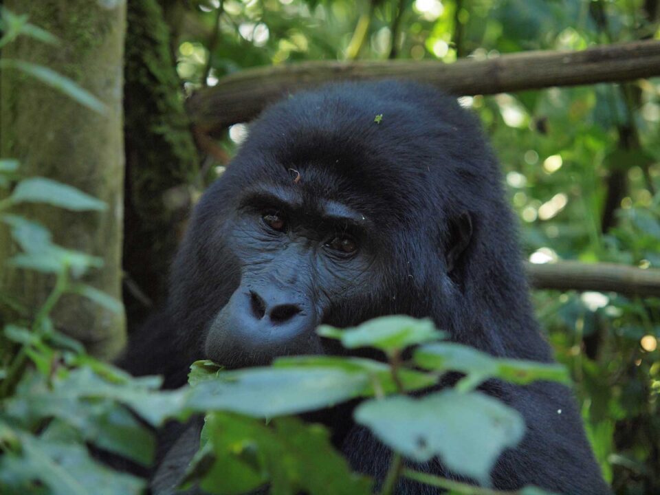 bwindi gorillas - Gorilla Trekking in Nkuringo vs. Buhoma - Gorilla Trekking in April