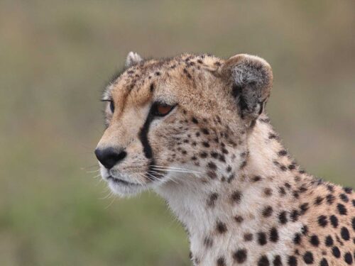 cheetah in serengeti