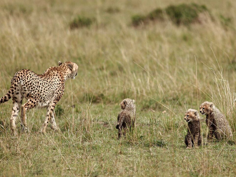 7 Day Best of Kenya Wildlife Safari - Group Safari in Kenya with a Russian-Speaking Guide